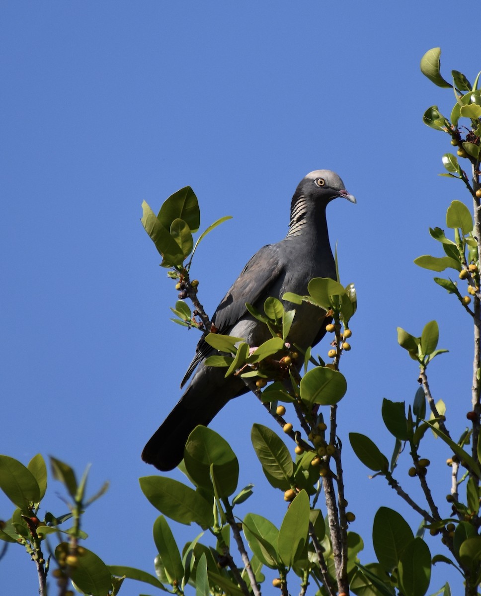 White-crowned Pigeon - ML641375021