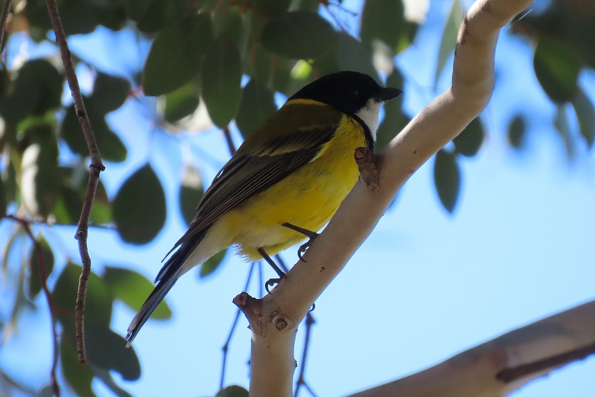 Golden Whistler - ML641375022
