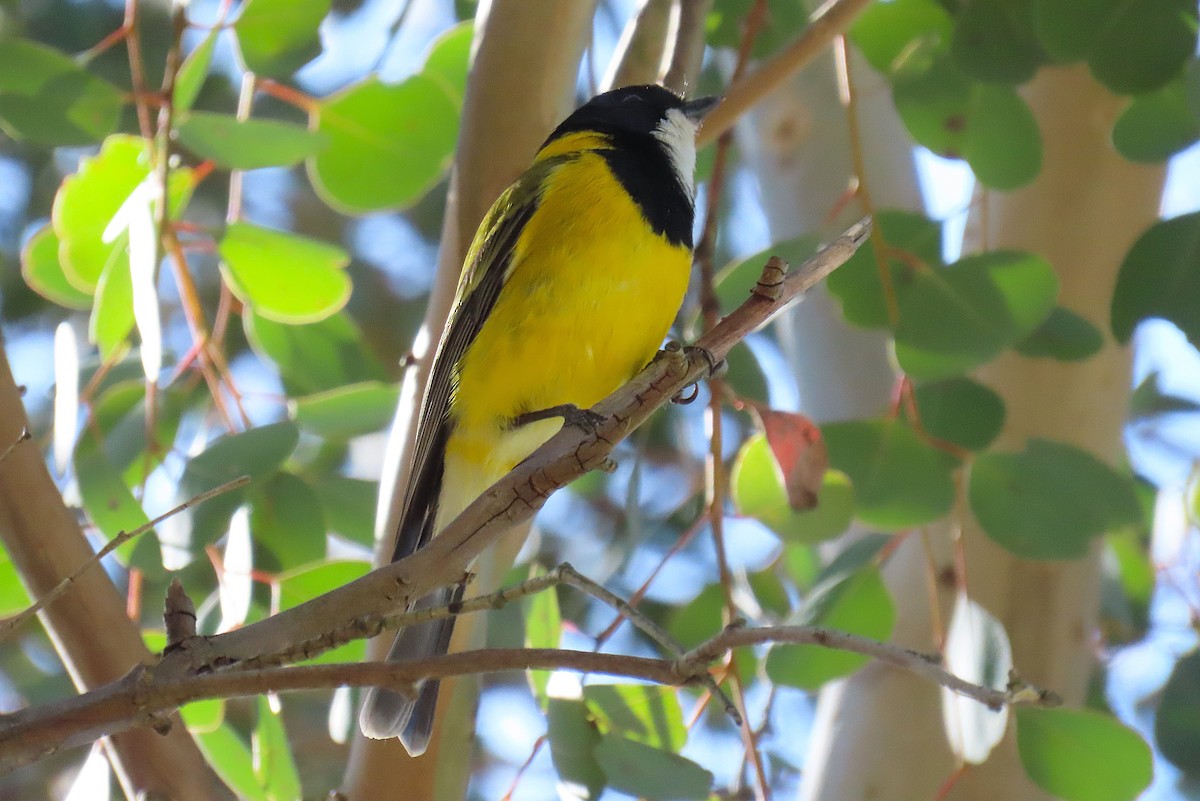 Golden Whistler - ML641375023