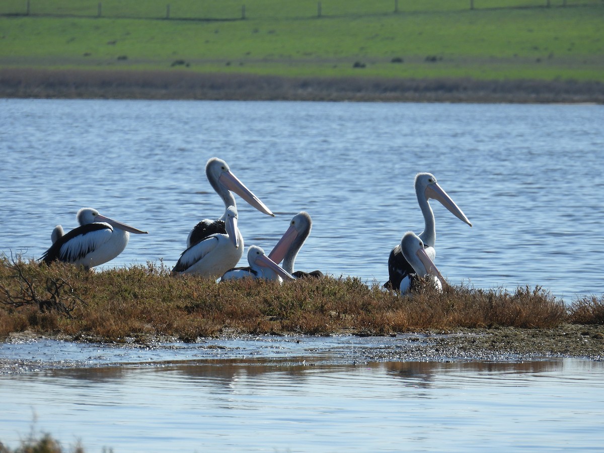 Australian Pelican - ML641375026