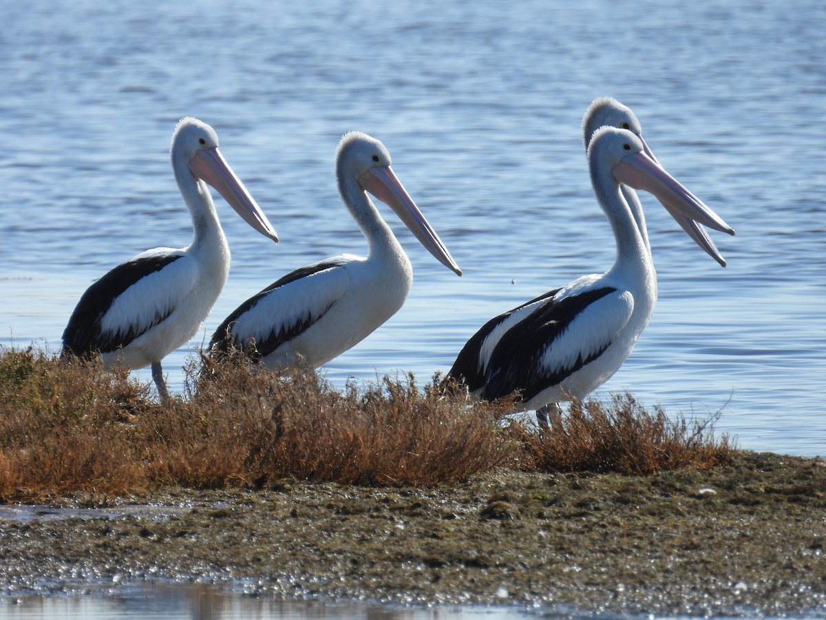 Australian Pelican - ML641375027