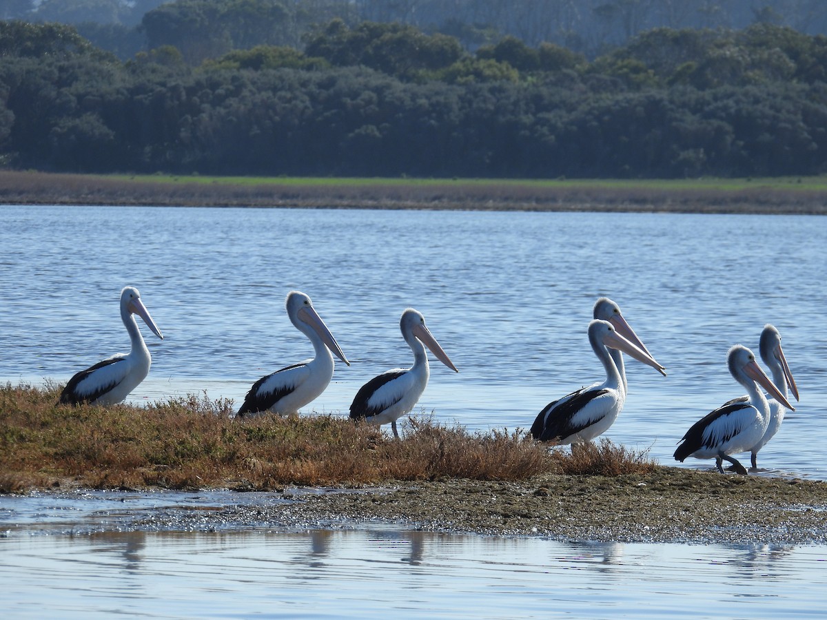 Australian Pelican - ML641375028