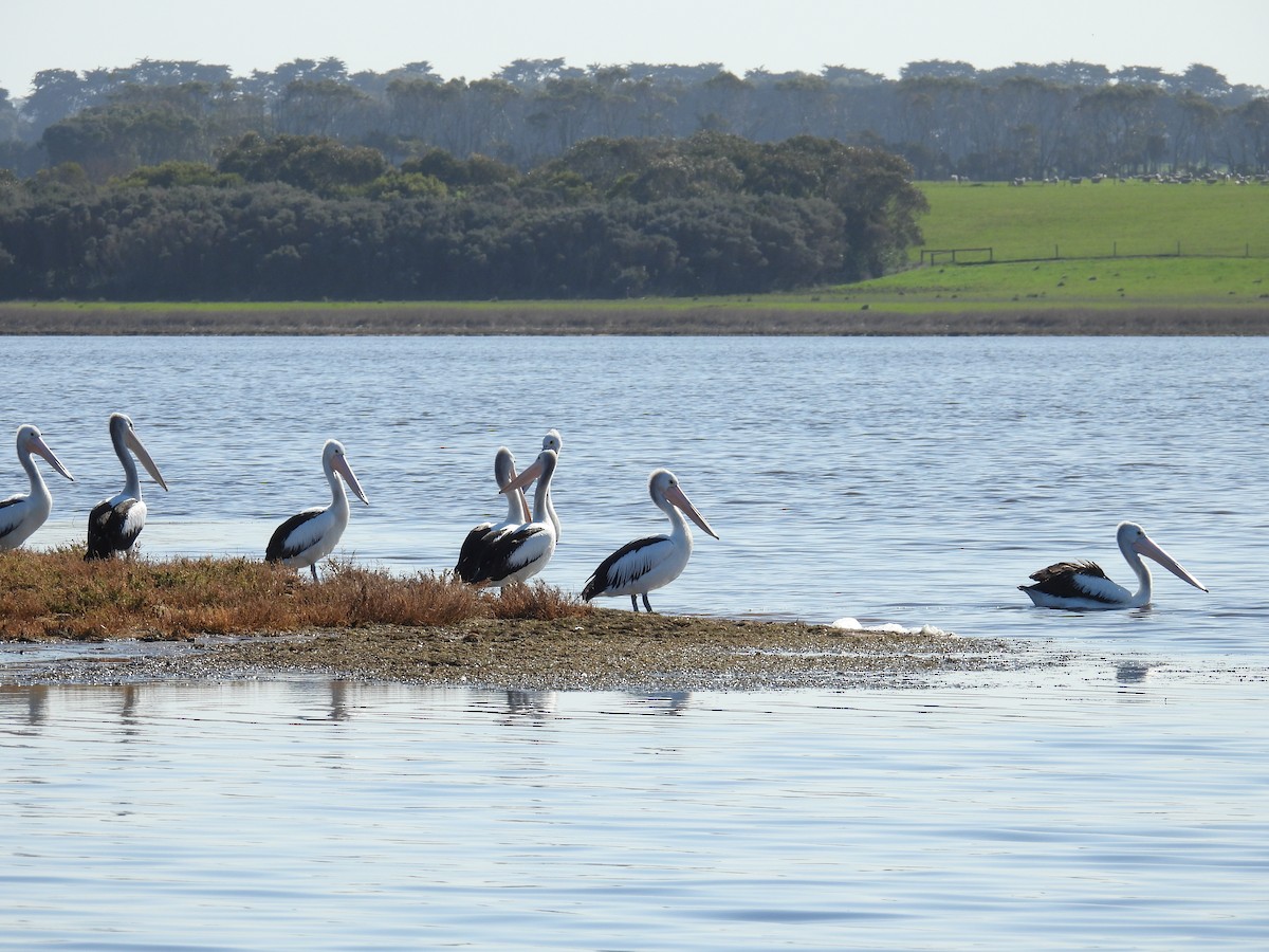 Australian Pelican - ML641375030