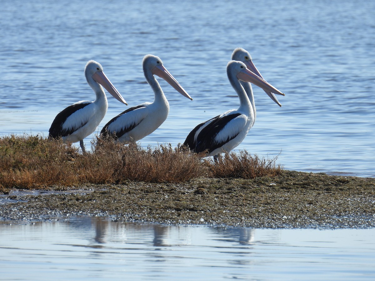 Australian Pelican - ML641375031