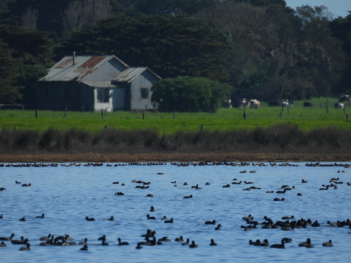 Eurasian Coot - ML641375033