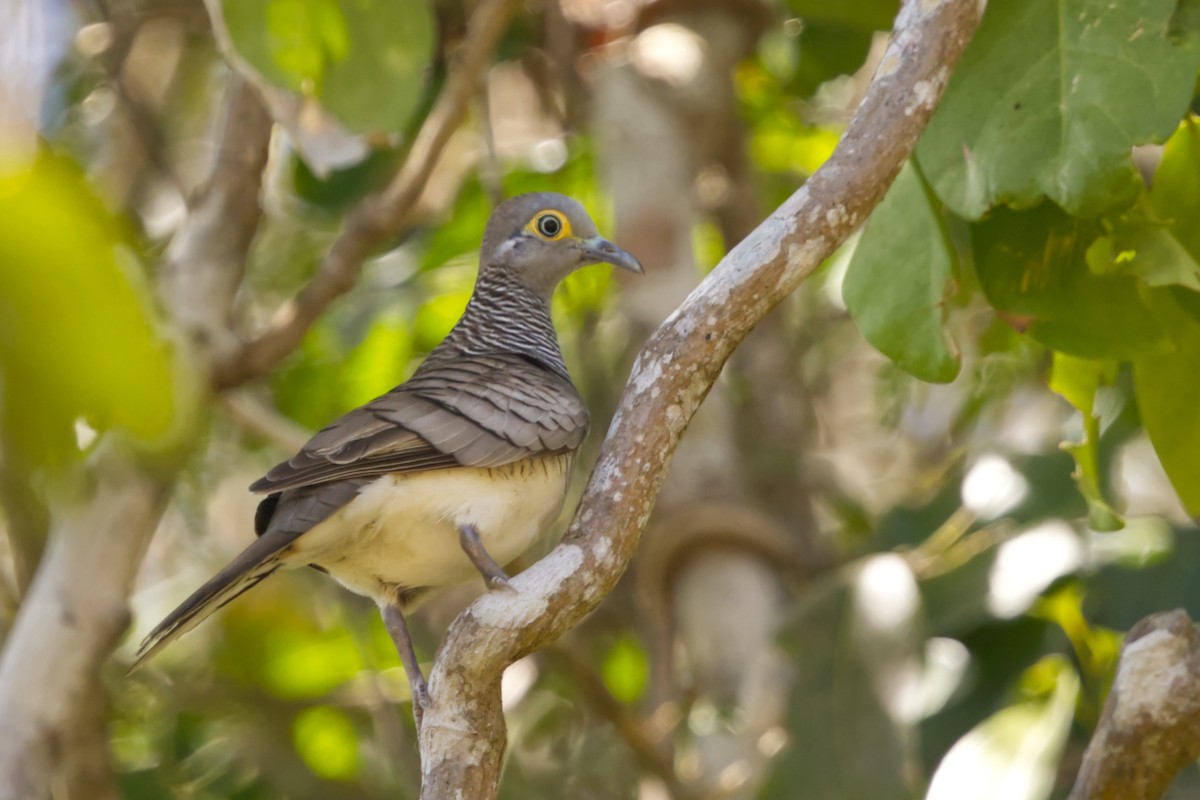 Barred Dove - ML641375036