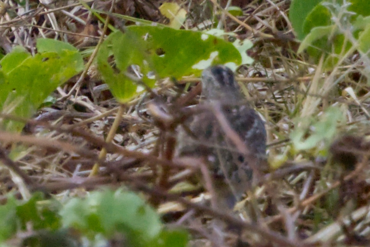 Barred Buttonquail - ML641375037