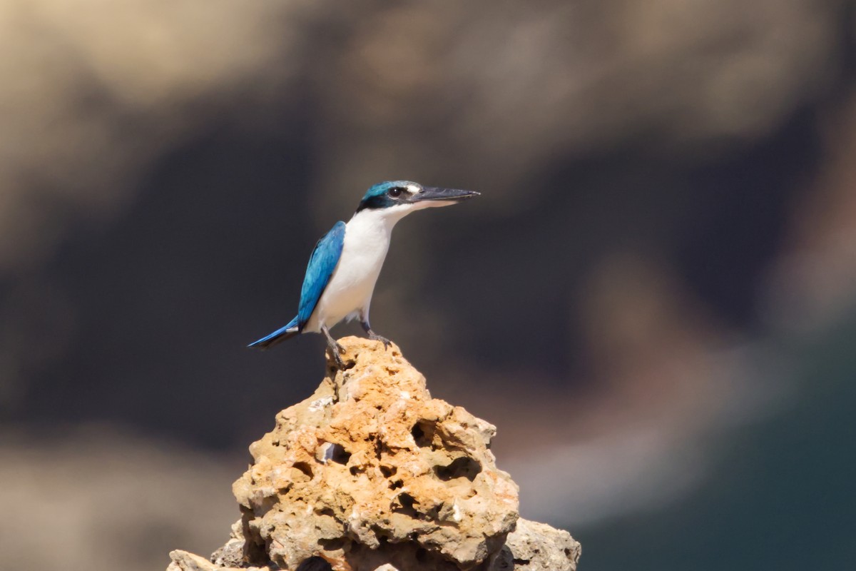 Collared Kingfisher (Collared) - ML641375038