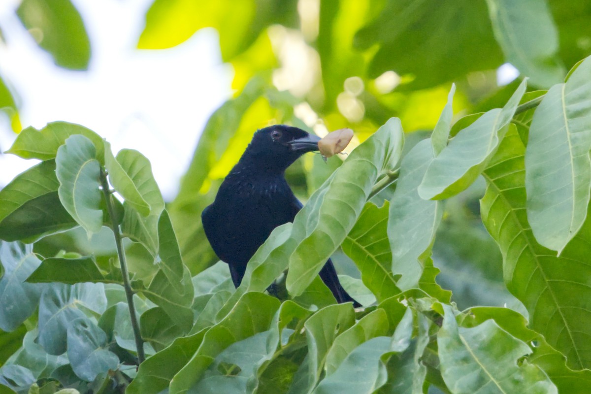 Wallacean Drongo (Lombok) - ML641375039