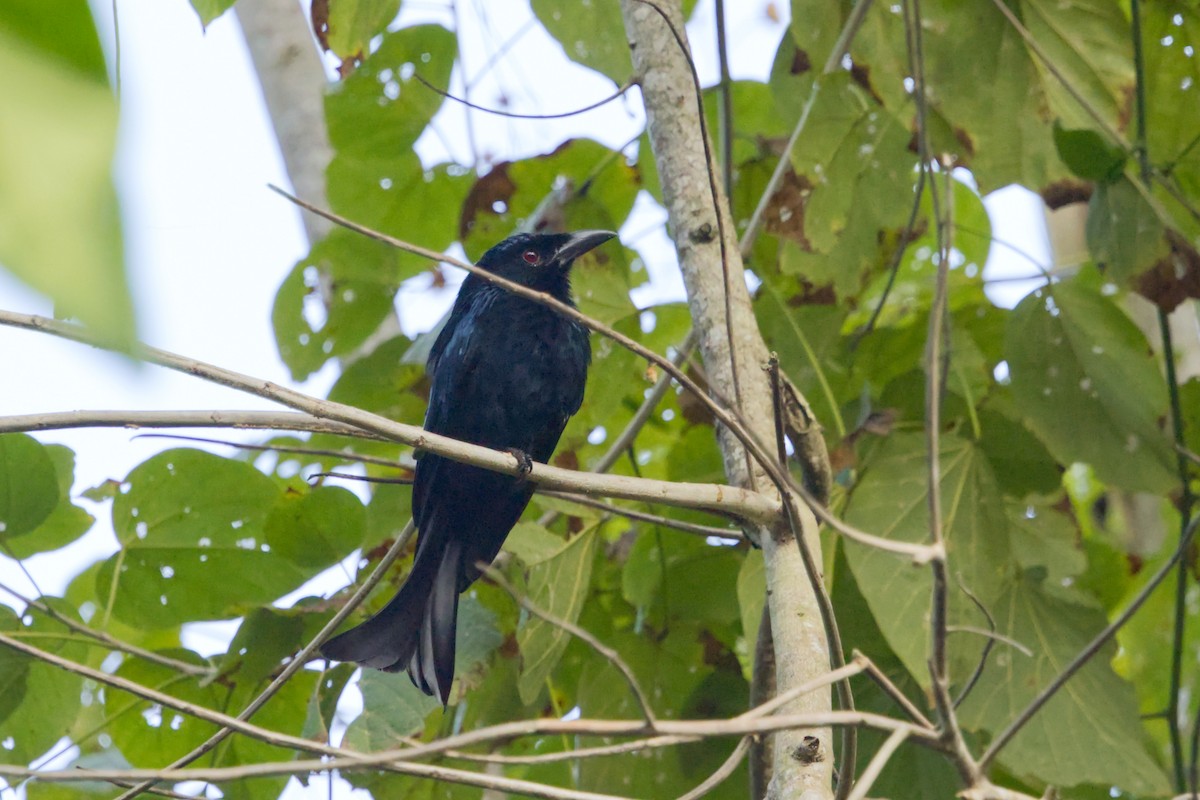 Wallacean Drongo (Lombok) - ML641375041