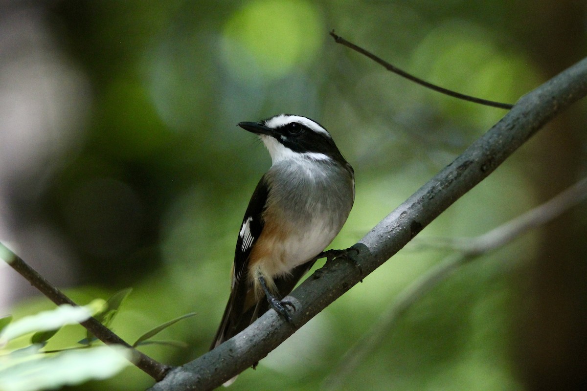 Buff-sided Robin - ML641375042