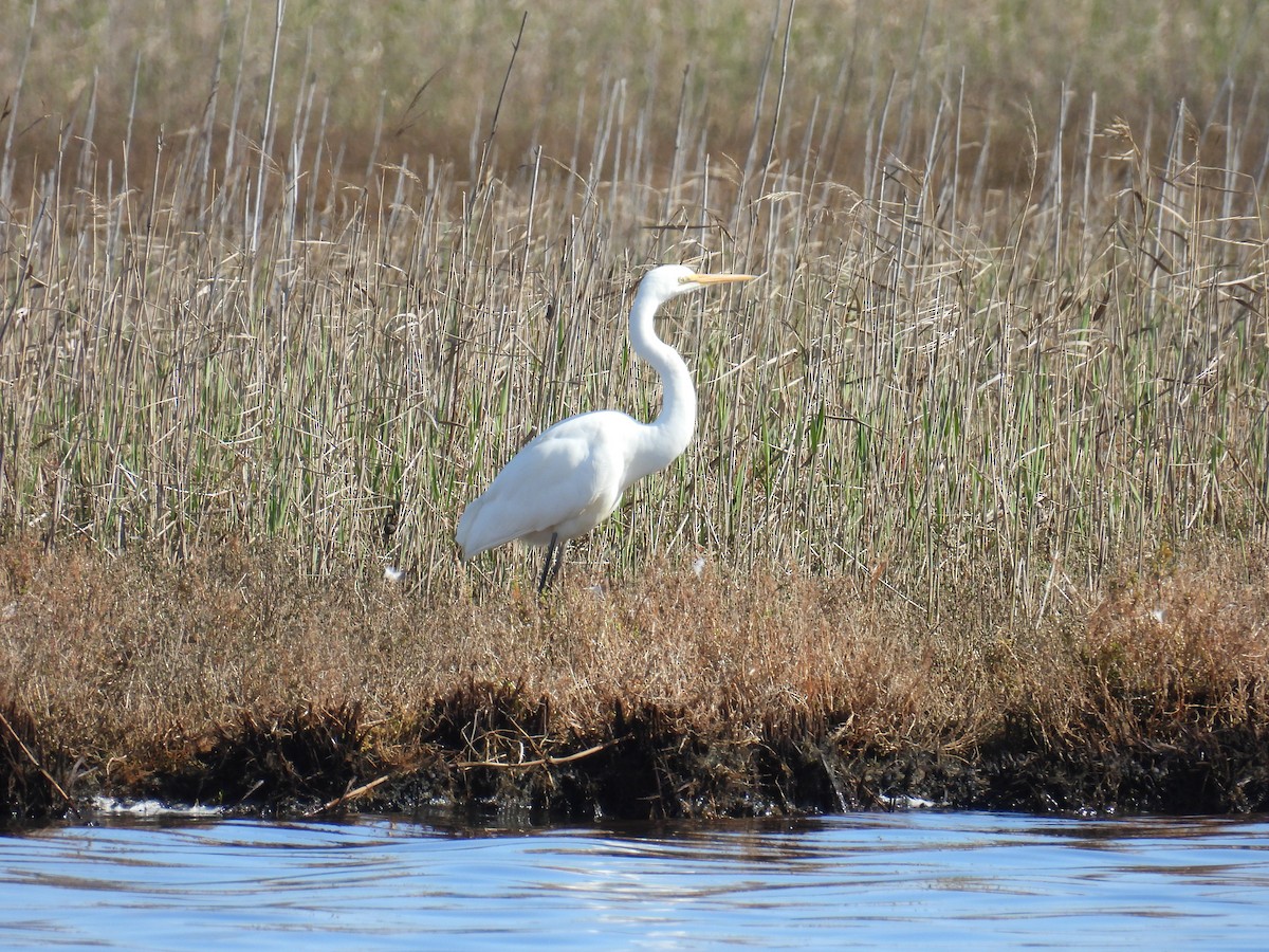Great Egret - ML641375043
