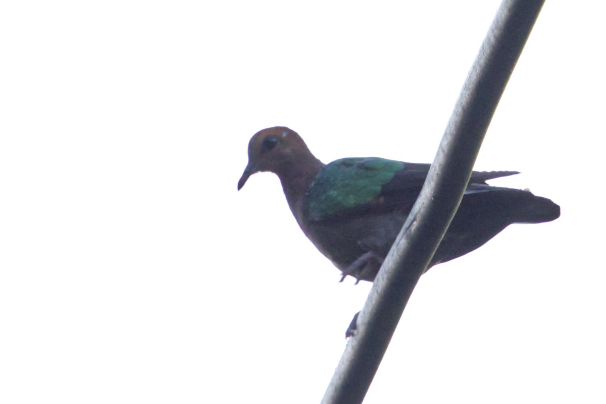 Asian Emerald Dove - ML641375044