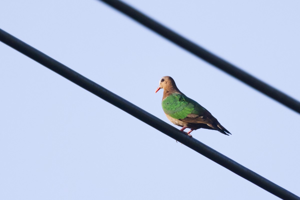 Asian Emerald Dove - ML641375045