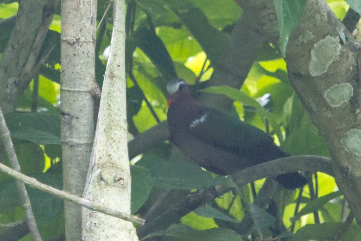 Asian Emerald Dove - ML641375046