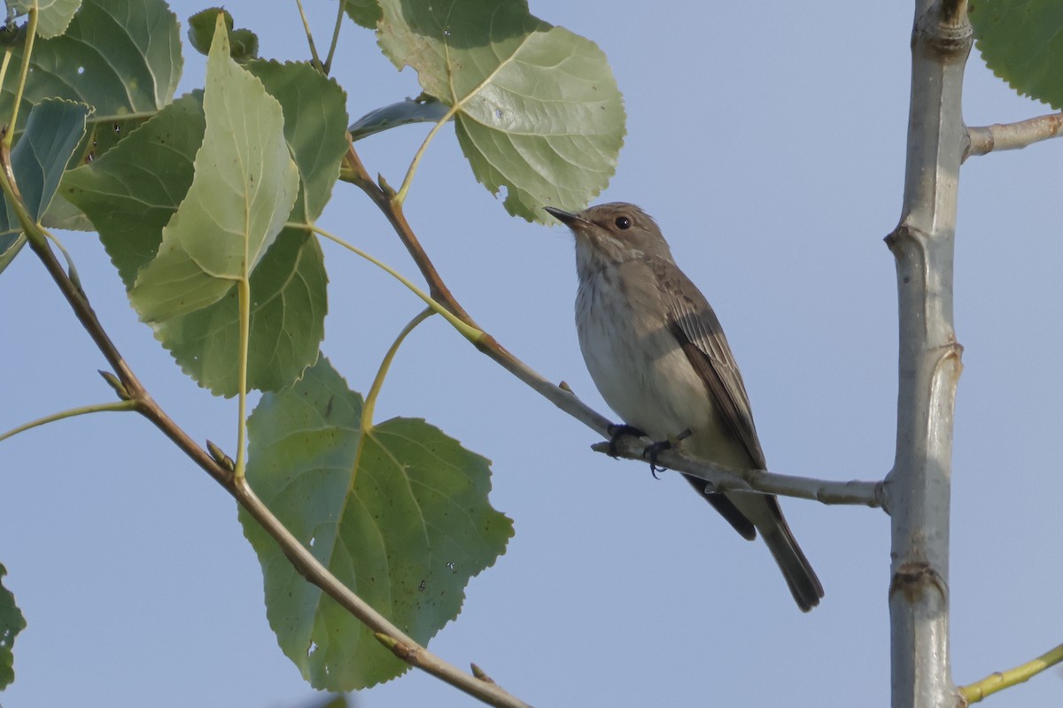 Spotted Flycatcher - ML641375047