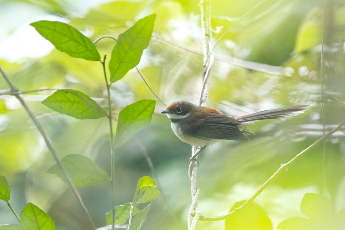 Supertramp Fantail (Lesser Sundas) - ML641375049