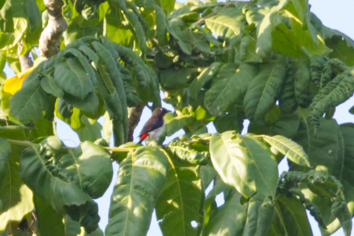Scarlet-headed Flowerpecker - ML641375050