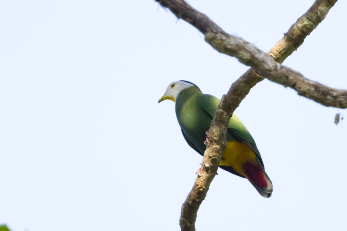 Black-naped Fruit-Dove - ML641375051