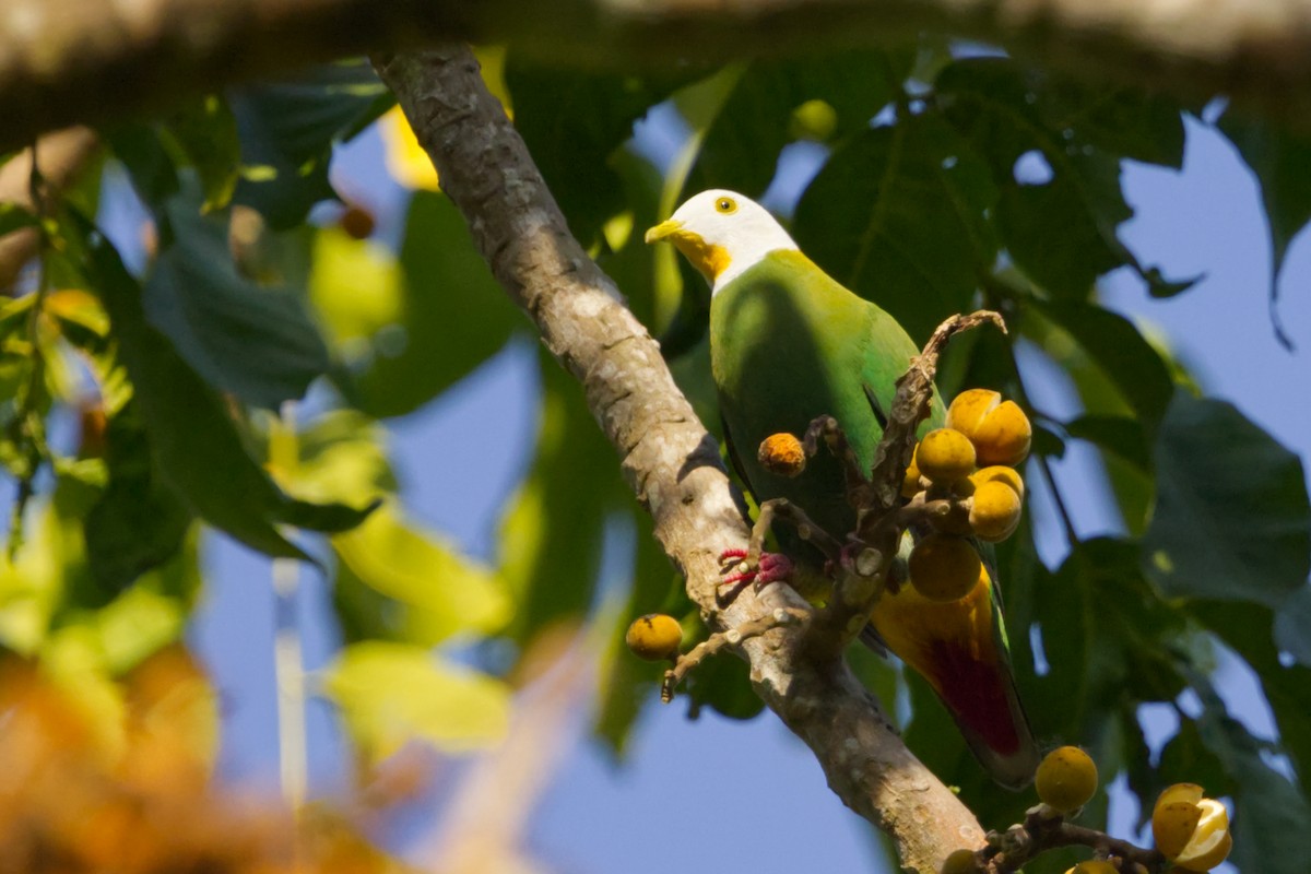 Black-naped Fruit-Dove - ML641375053