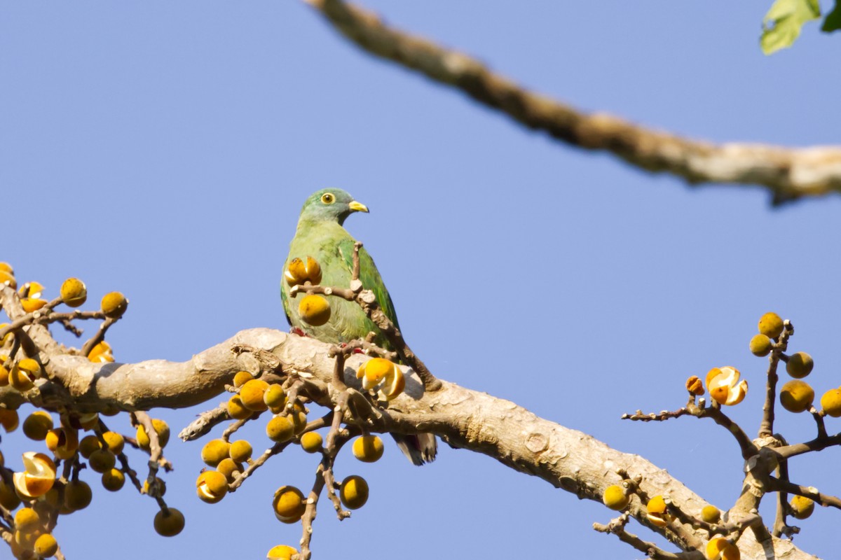 Black-naped Fruit-Dove - ML641375054