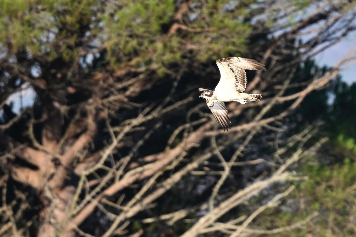 魚鷹 - ML641375065