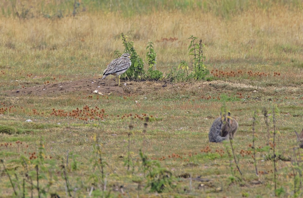 Eurasian Thick-knee - ML641375076
