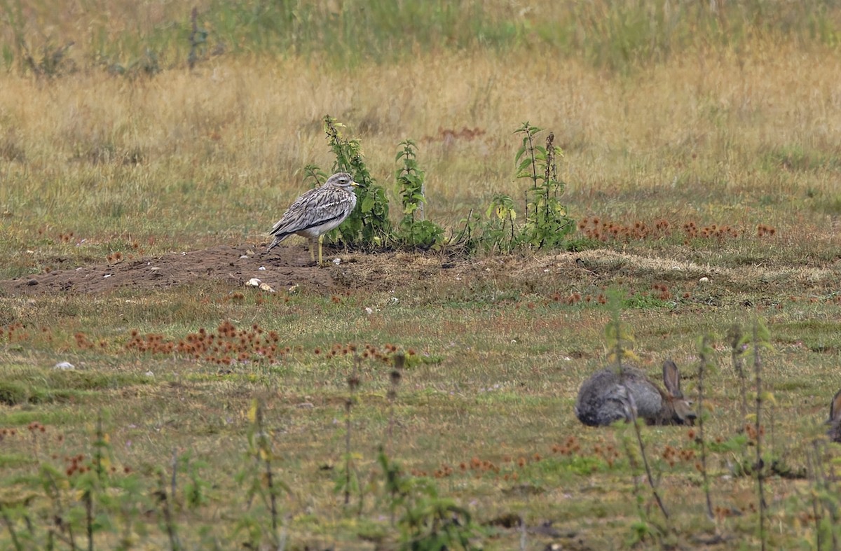 Eurasian Thick-knee - ML641375079