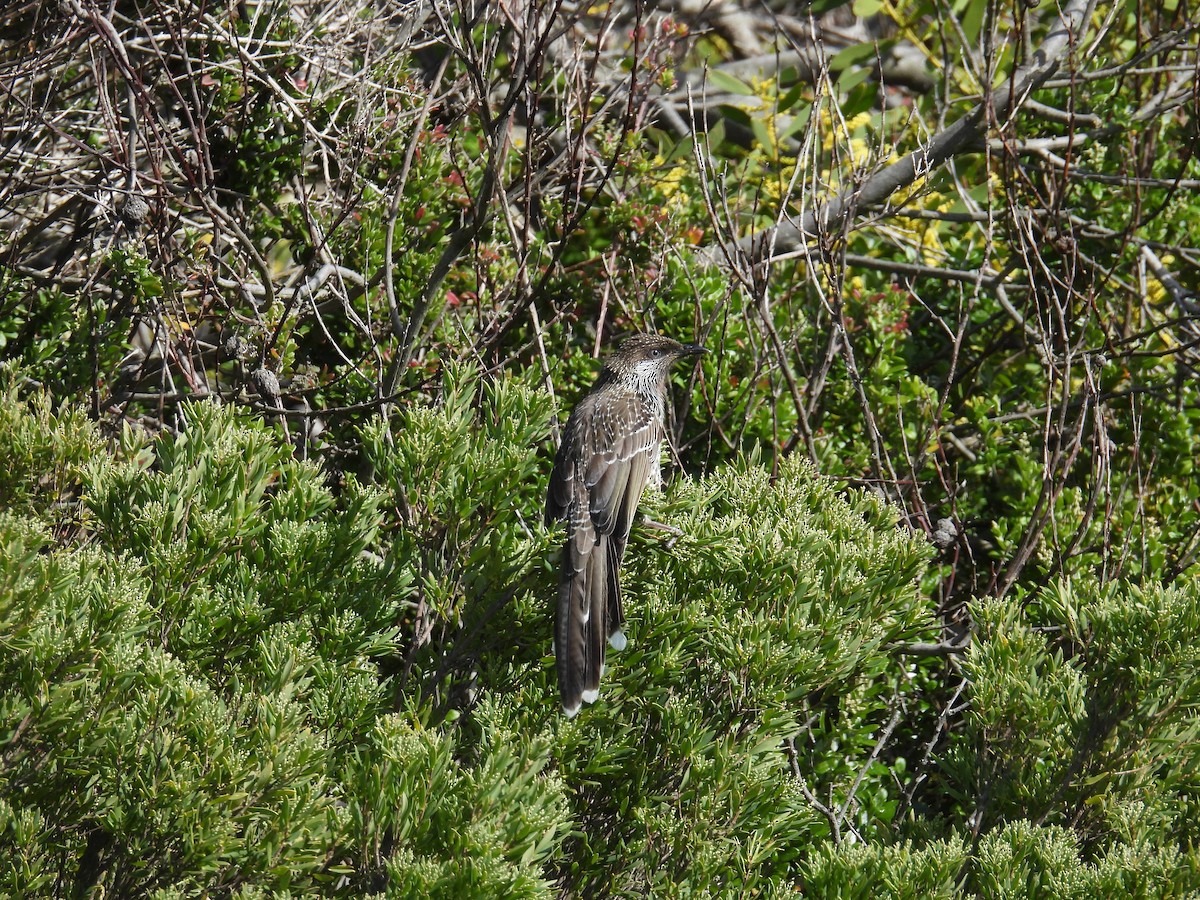 Little Wattlebird - ML641375092