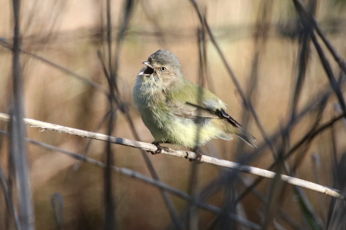 Weebill - ML641375097