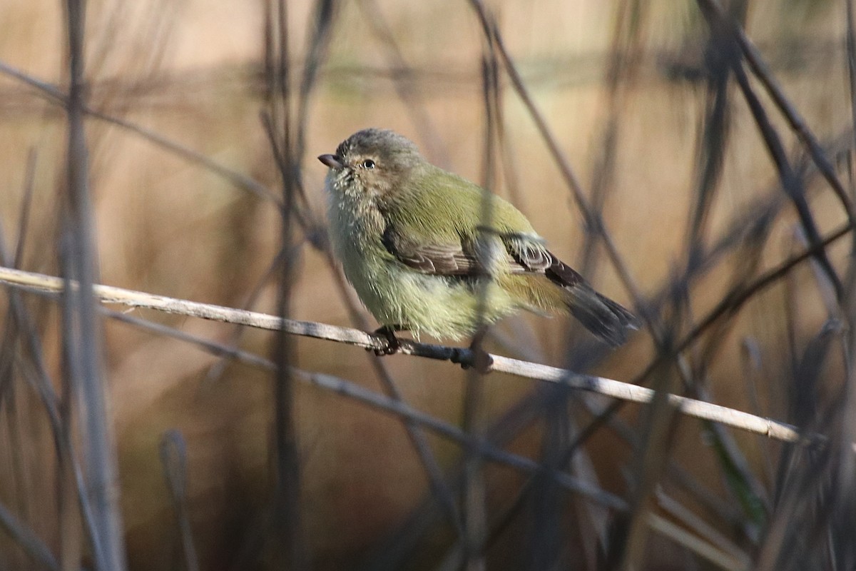 Weebill - ML641375098
