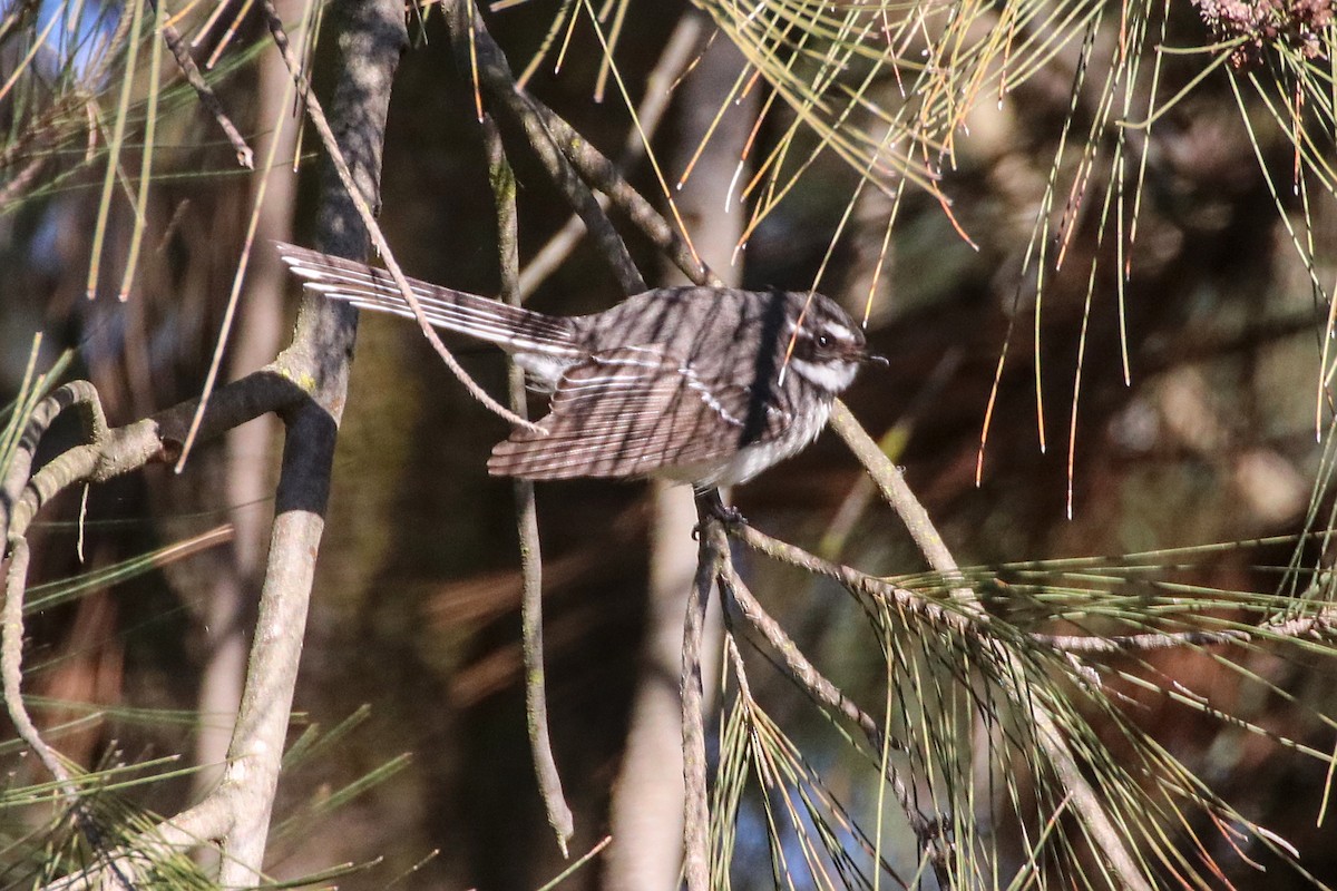 Gray Fantail (alisteri) - ML641375099