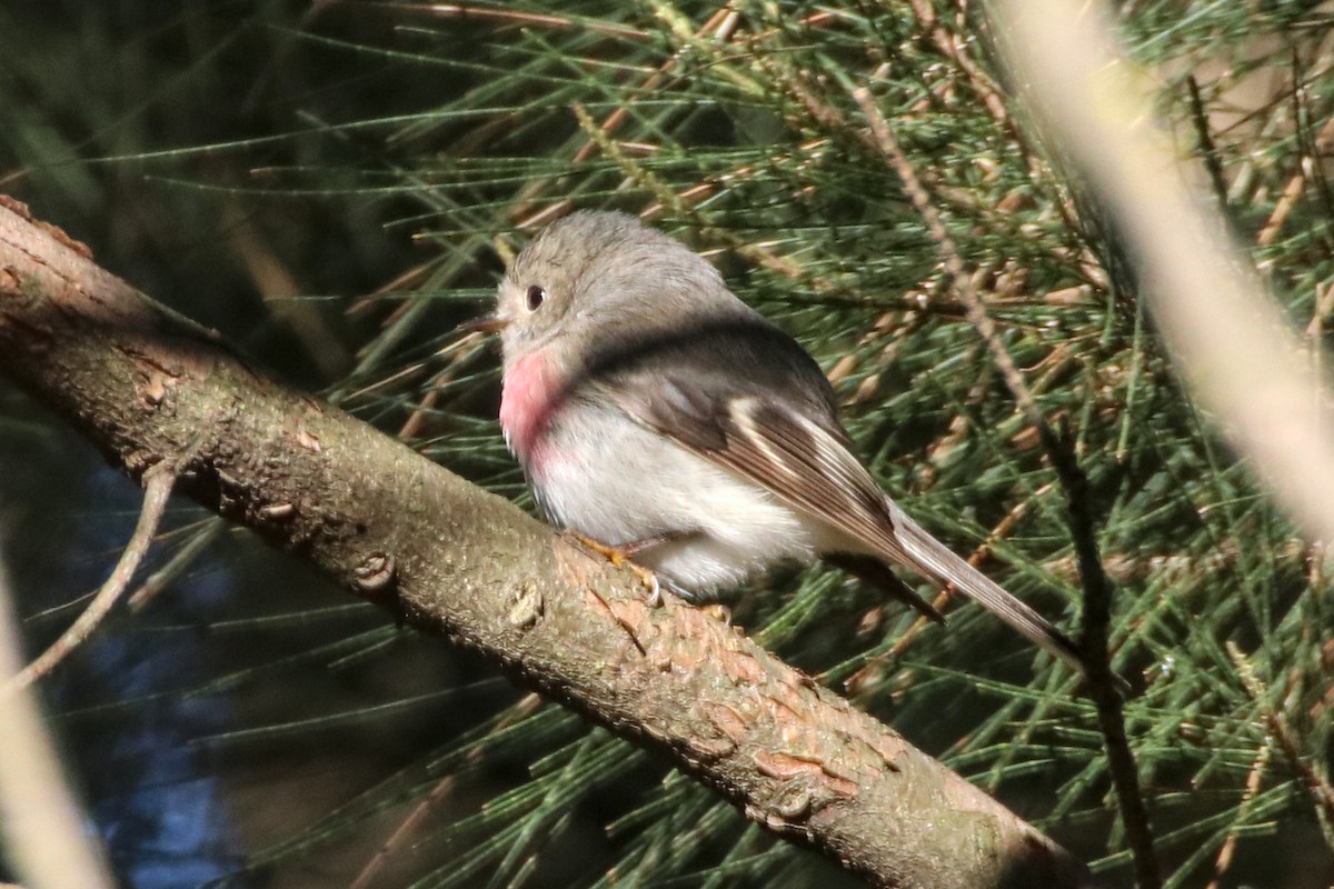 Rose Robin - ML641375106