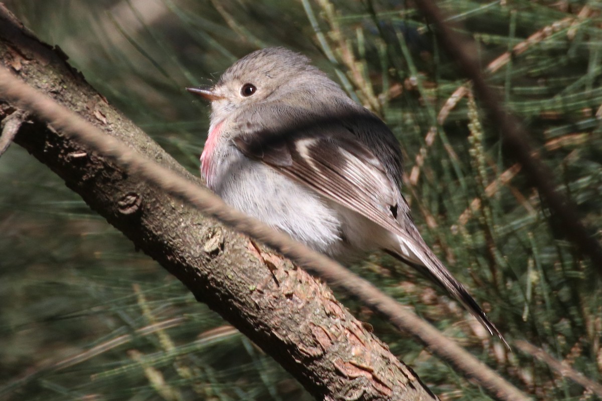 Rose Robin - ML641375108