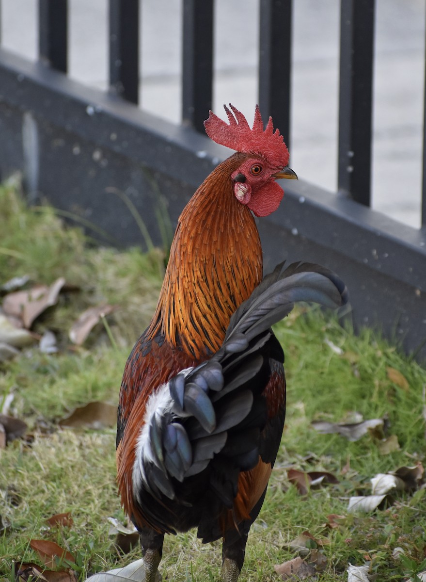 Red Junglefowl - ML641375109