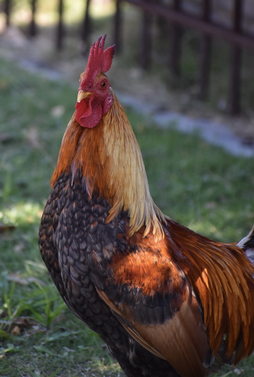 Red Junglefowl - ML641375111