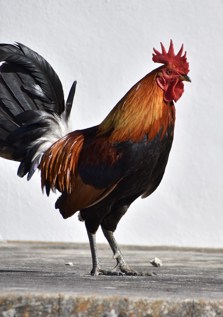Red Junglefowl - ML641375116