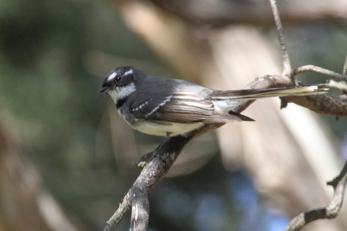 Gray Fantail (alisteri) - ML641375118