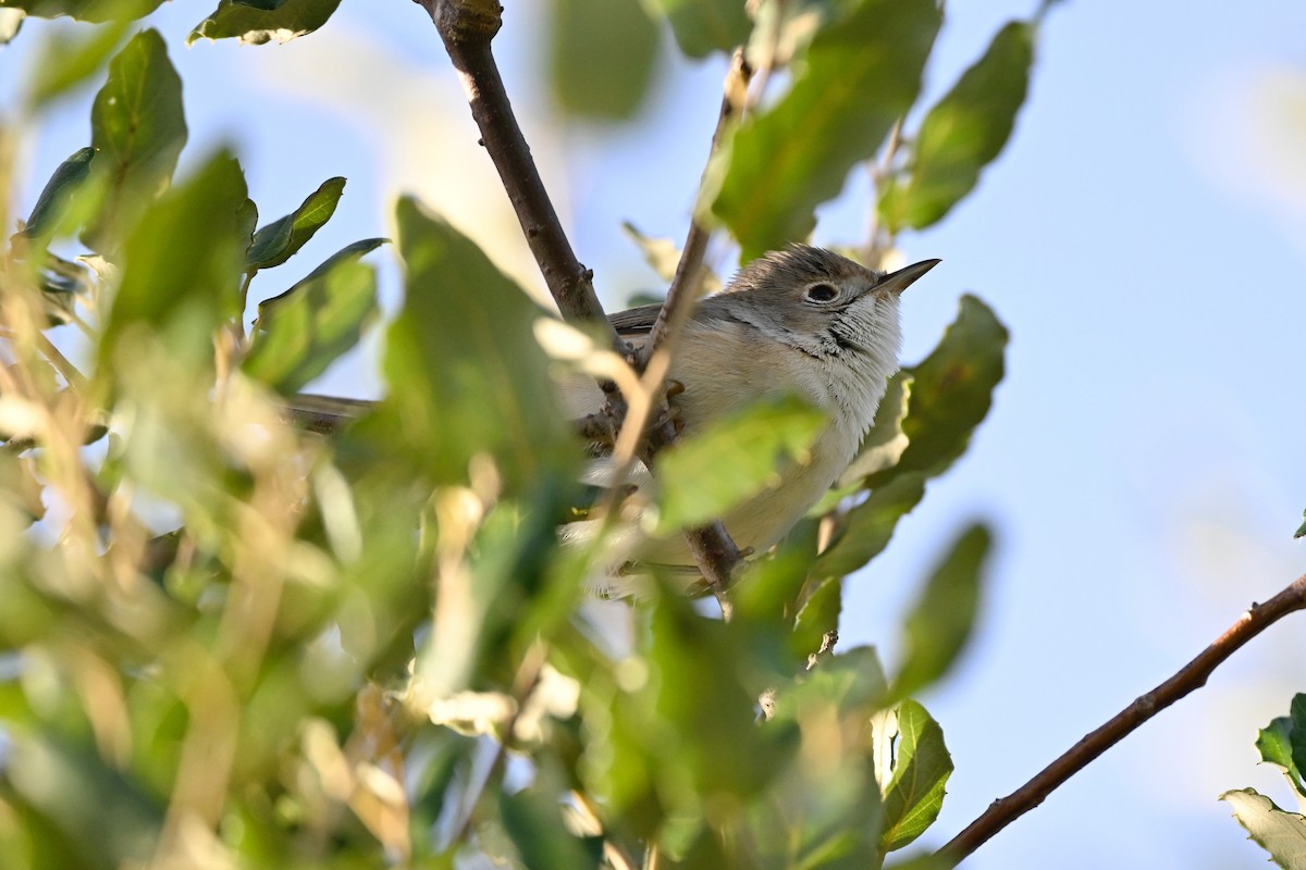 סבכי מולטוני - ML641375125