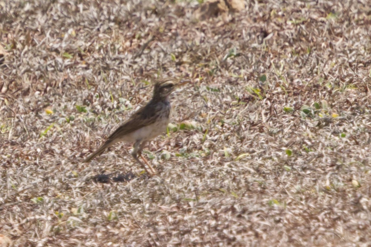 Paddyfield Pipit - ML641375132