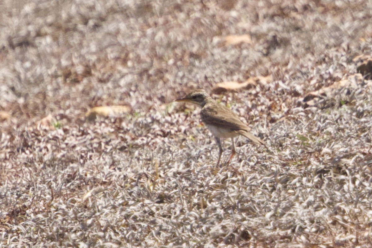 Paddyfield Pipit - ML641375133