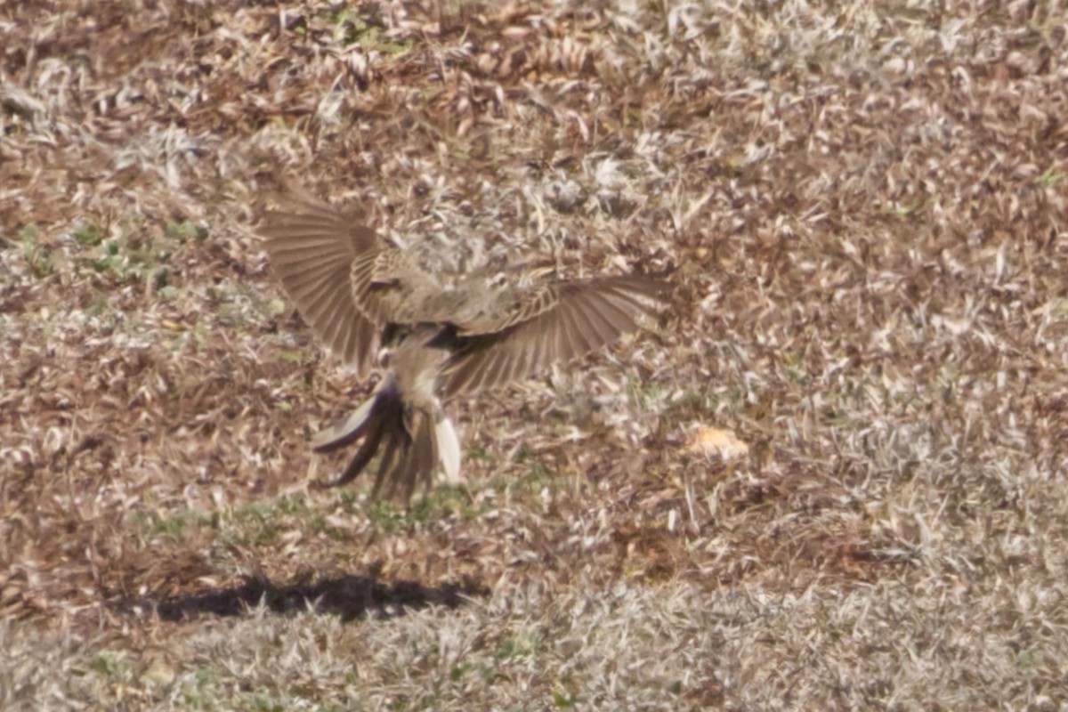 Paddyfield Pipit - ML641375134