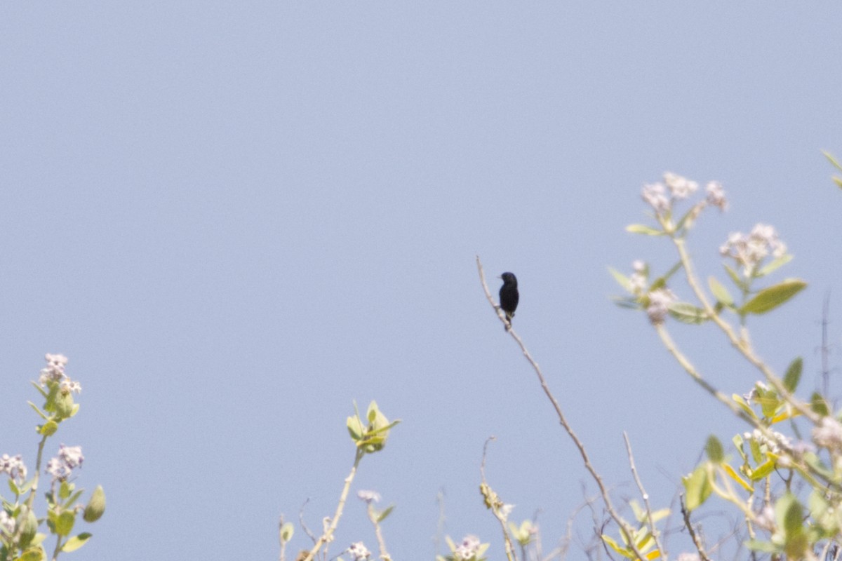 Pied Bushchat - ML641375135
