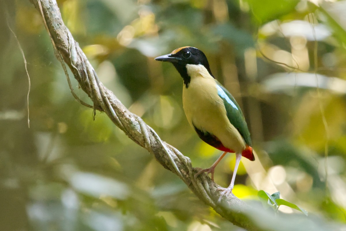 Ornate Pitta - ML641375137