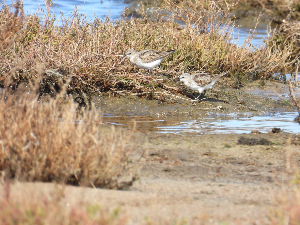 Red-necked Stint - ML641375142