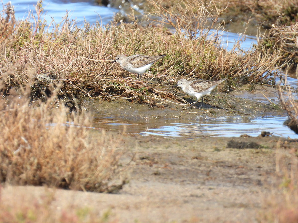 Red-necked Stint - ML641375143