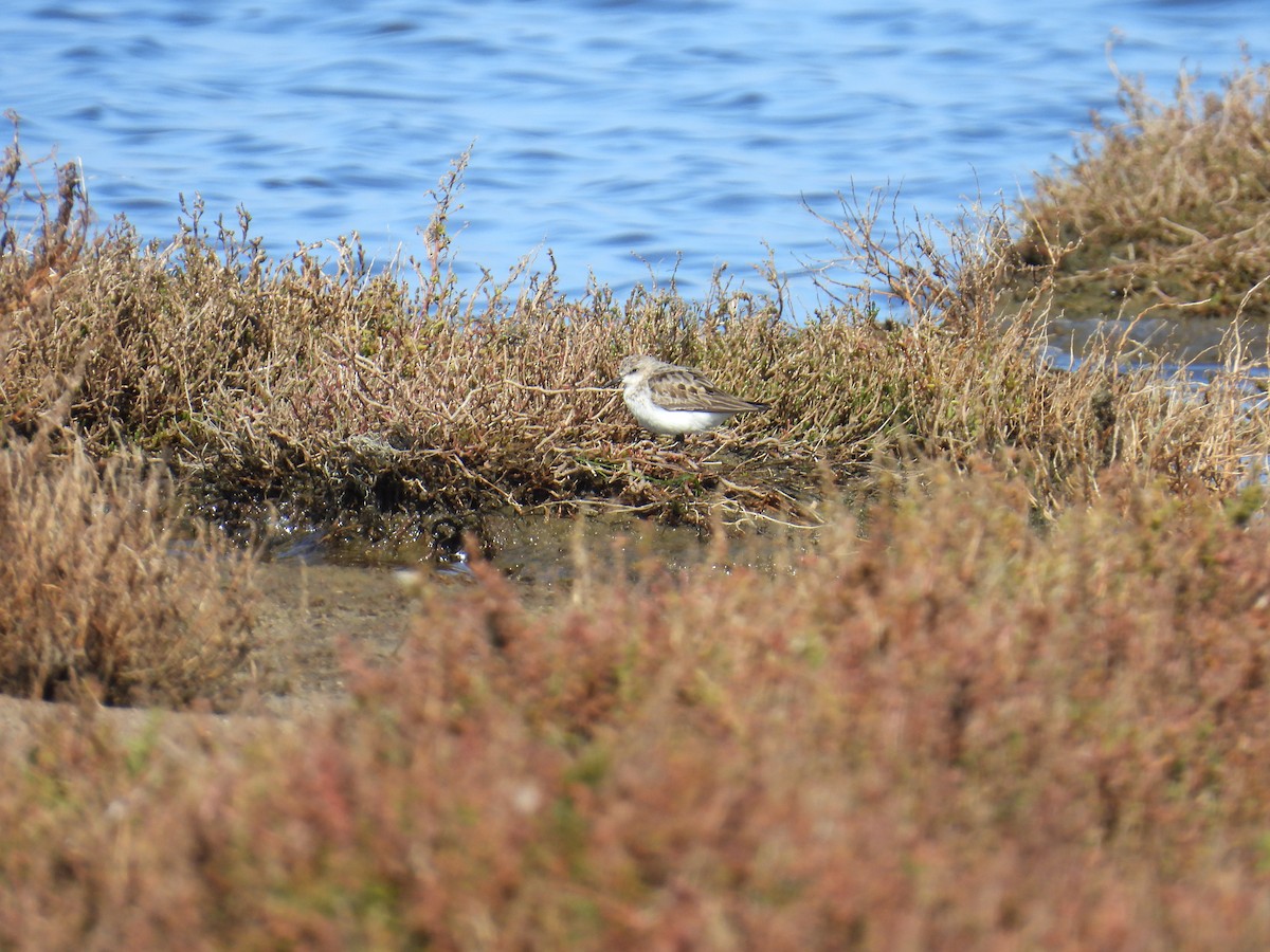 Red-necked Stint - ML641375144