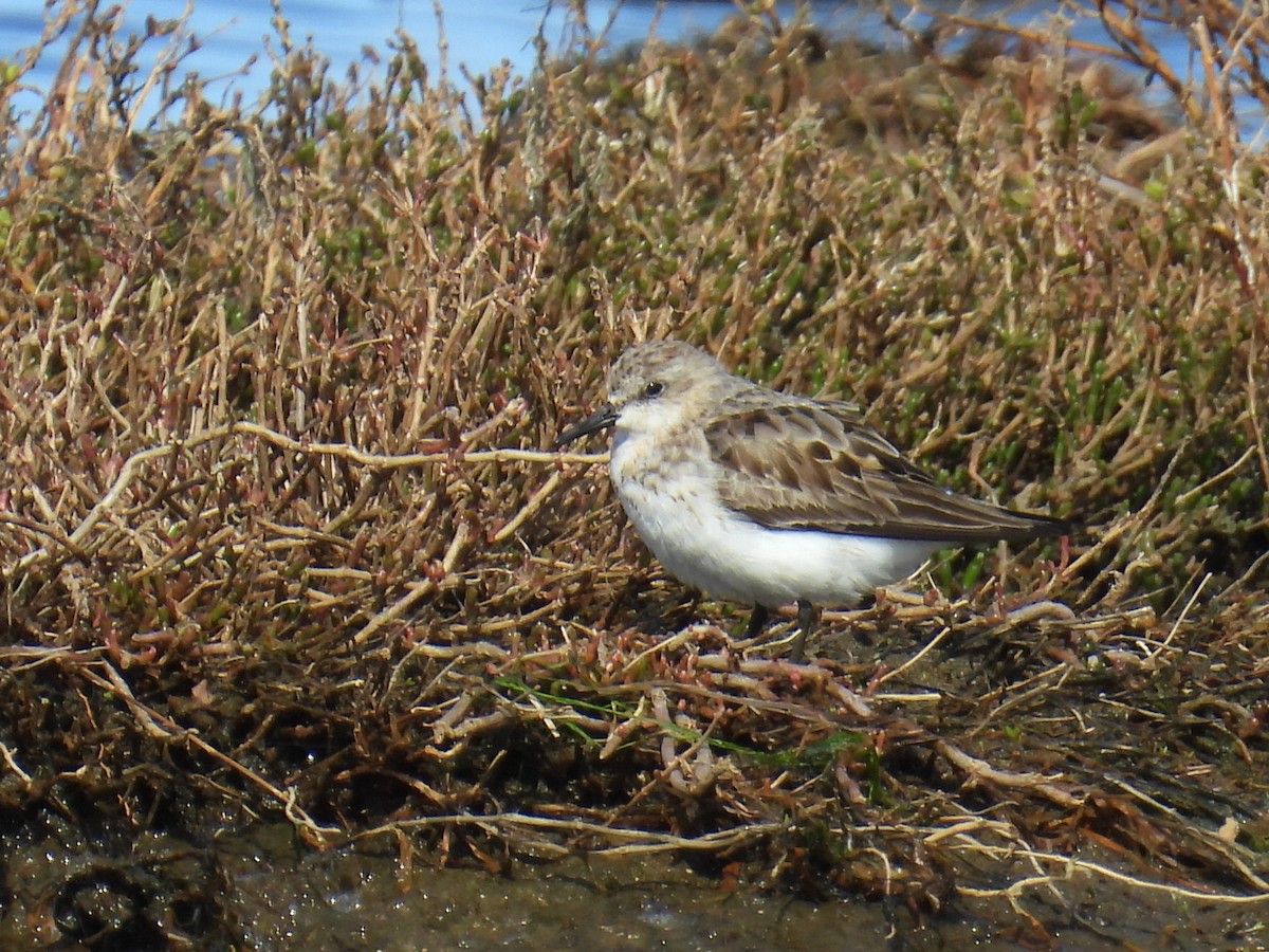 Red-necked Stint - ML641375145
