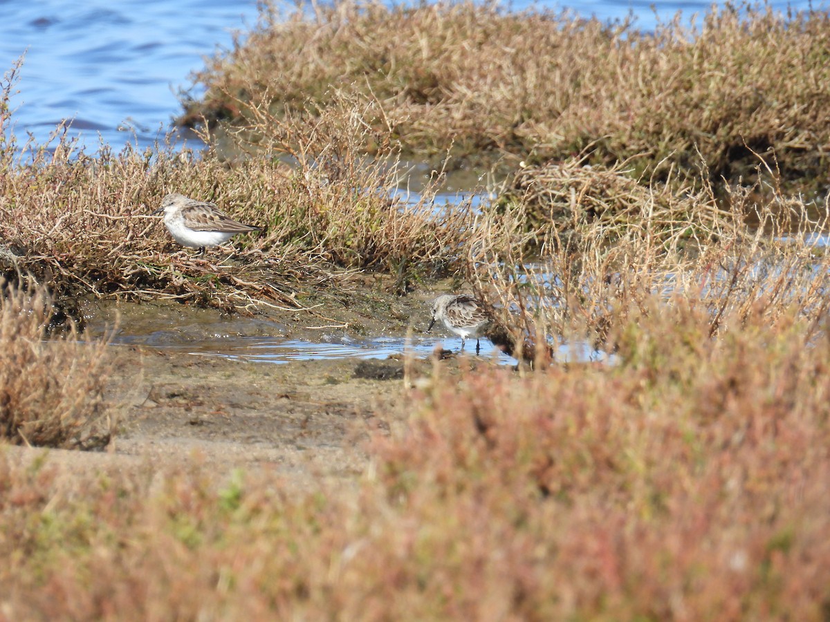 Red-necked Stint - ML641375146