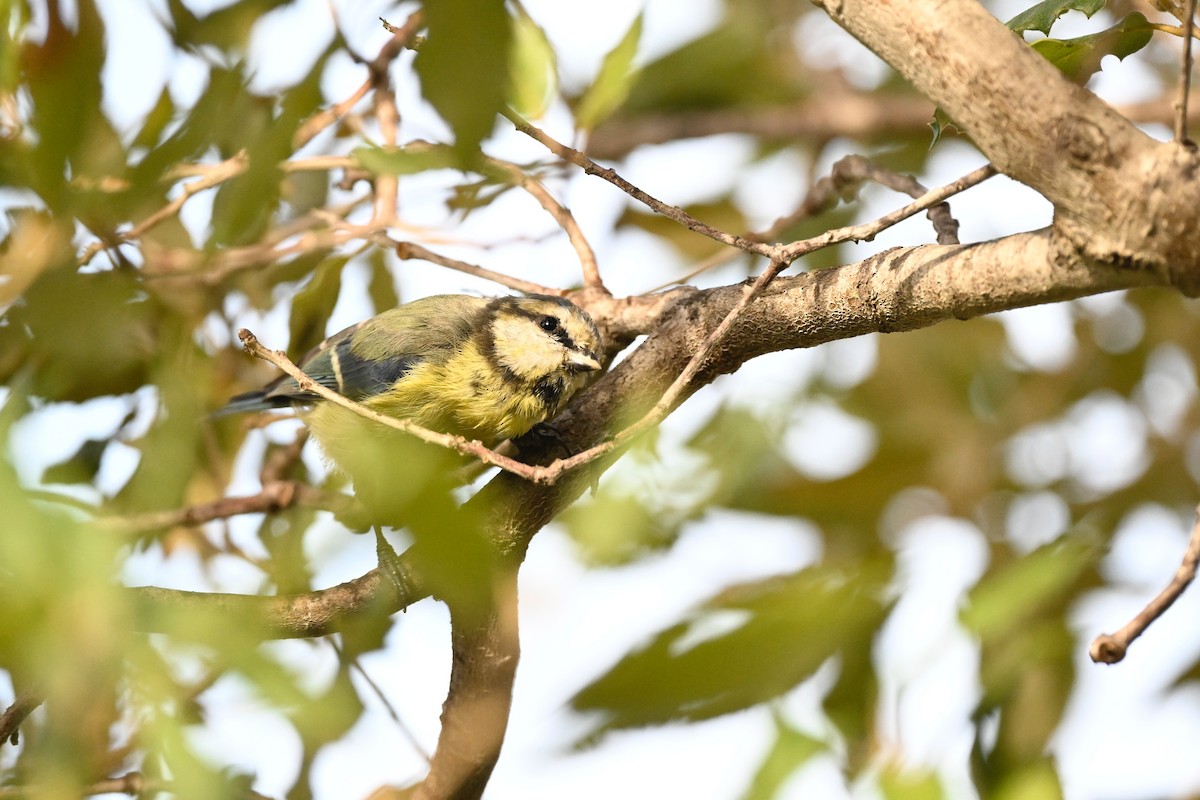 Eurasian Blue Tit - ML641375147